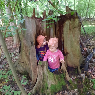 in dem Baum in dem Baum