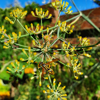 Gewürzfenchel