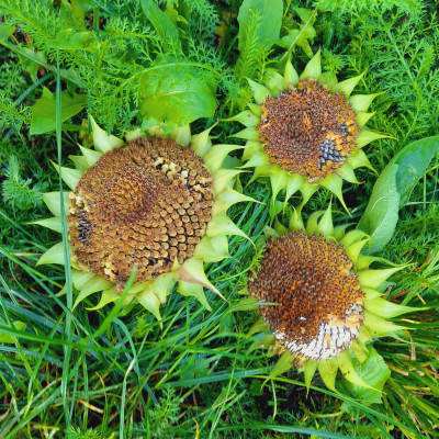 Sonnenkerne