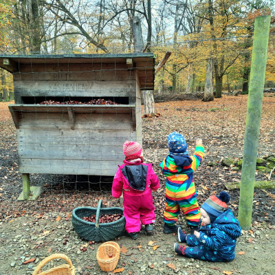 Kastanien für die Rehe Kastanien für die Rehe