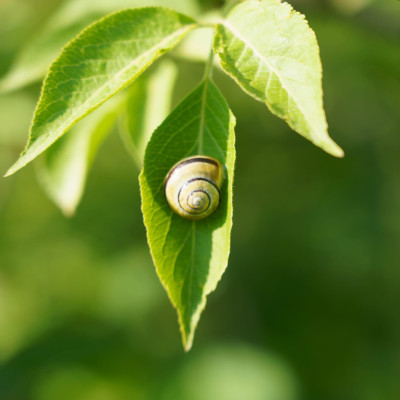 Schnirkelschnecke