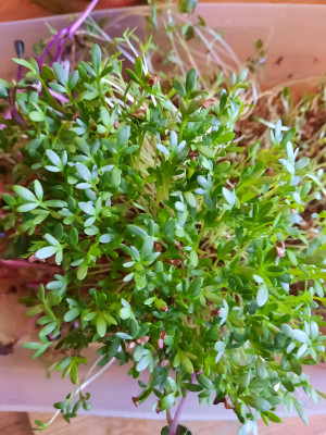 Microgreens