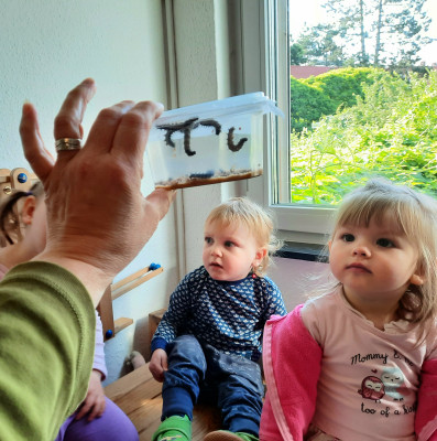 Schmetterlings.Raupen Schmetterlings.Raupen