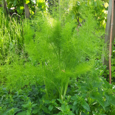 Gewürzfenchel Gewürzfenchel