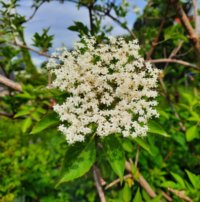 Holunderblüte Holunderblüte