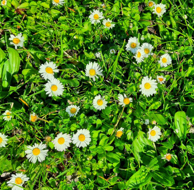 Gänseblümchen Gänseblümchen