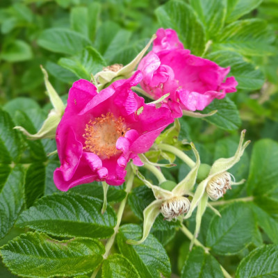 Rosenblüte Rosenblüte
