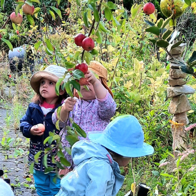 Apfel.Ernte für Obstsaft