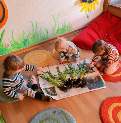 Von der Zwiebel bis zur Blüte