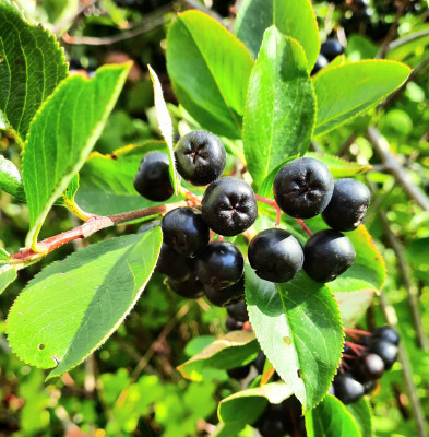 Aronia
