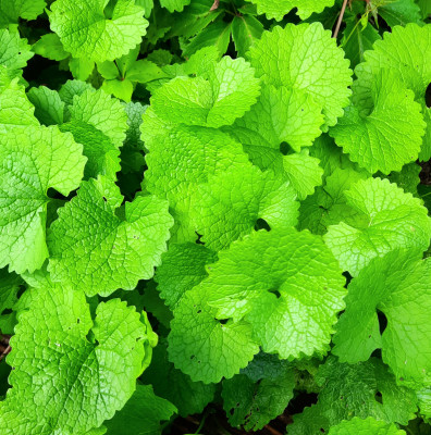 Knoblauchrauke