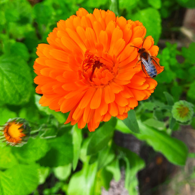 Ringelblume